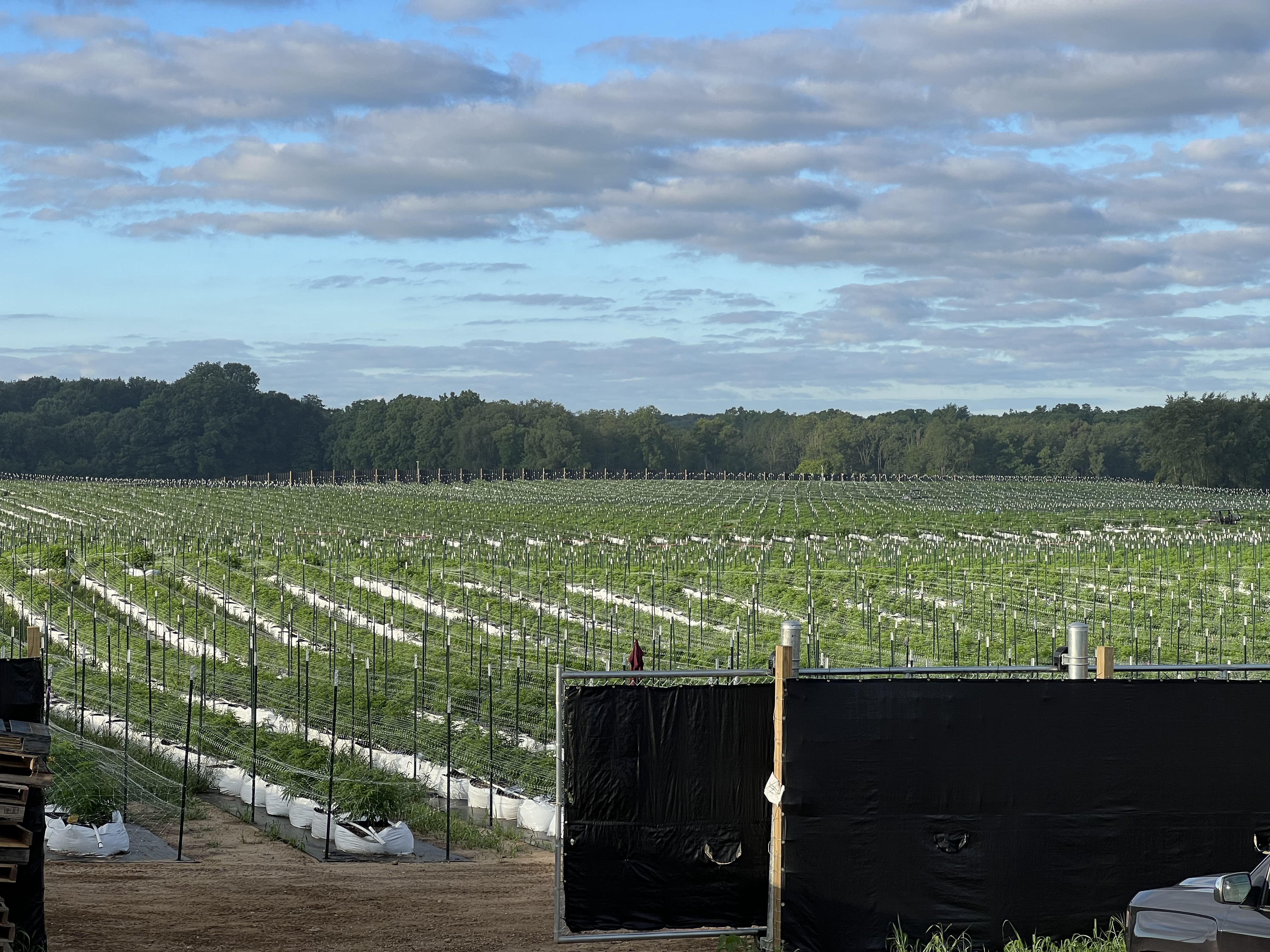 Morning field