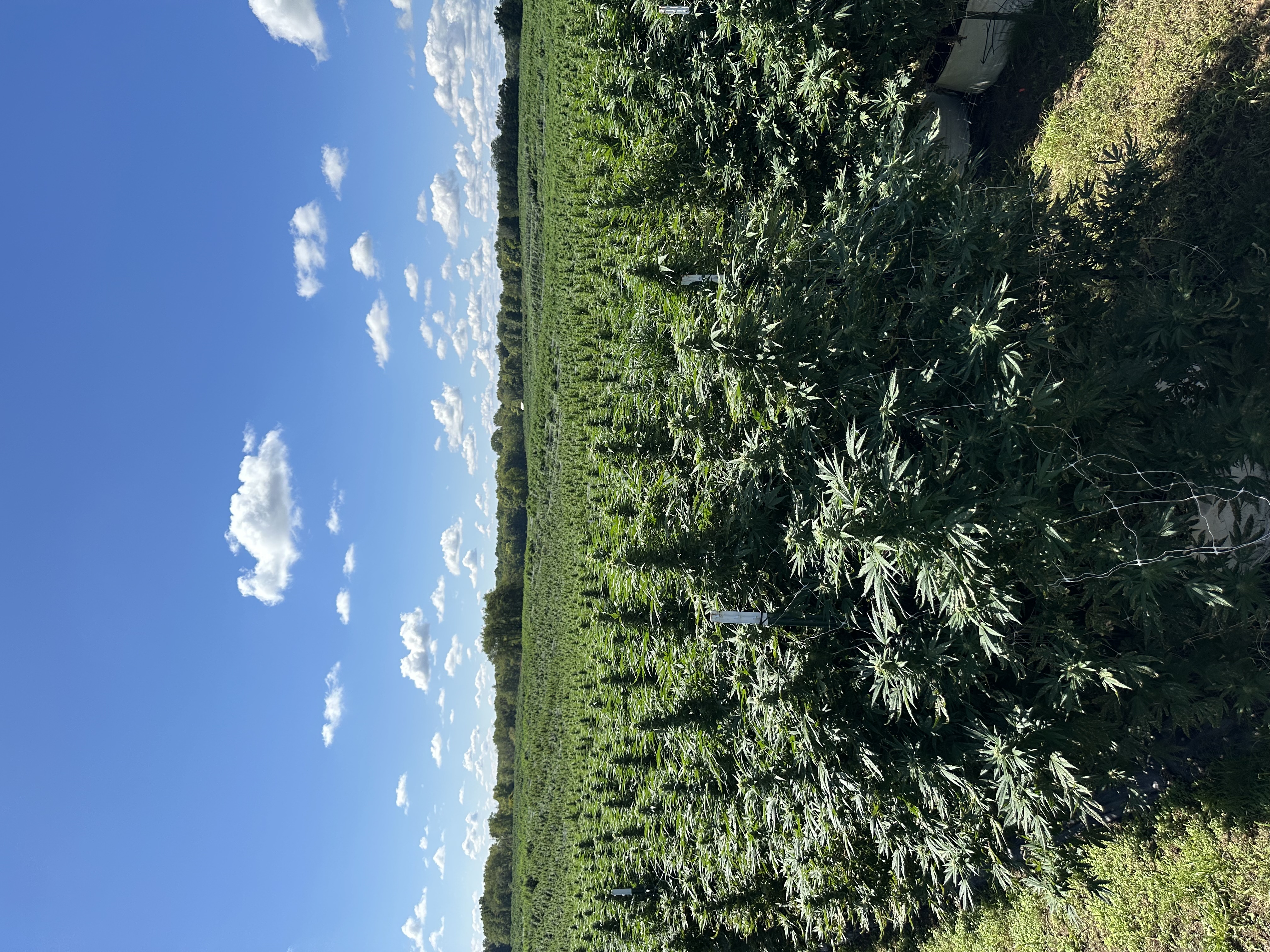 Peak canopy